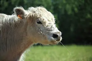 Materials: Portrait of Galloway calf in Vaucluse - France