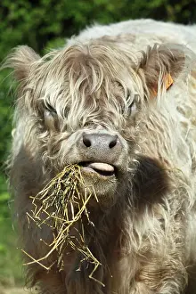 Materials: Portrait of Galloway cow eating straw in Vaucluse - France