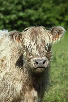 Materials: Portrait of Galloway cow in Vaucluse - France