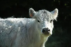 Materials: Portrait of Galloway cow in Vaucluse - France