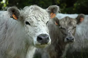 Materials: Portrait of Galloway cow in Vaucluse - France