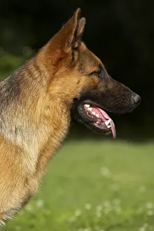 Aestival: Portrait of a German Shepherd