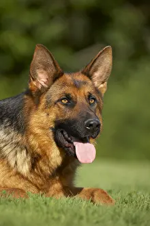 Aestival: Portrait of a German Shepherd lying down on lawn