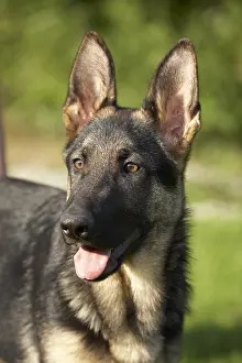 Sense: Portrait of a German Shepherd pup