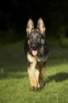 Systems: Portrait of a German Shepherd pup walking on lawn
