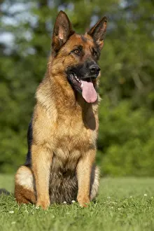 Aestival: Portrait of a German Shepherd sitting on lawn