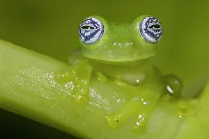 Ilex: Portrait of a Ghost Glass Frog