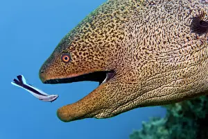 Cleaner: Portrait giant moray (Gymnothorax javanicus) with