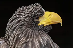 Rescue: Portrait Giant Sea Eagle (Haliaeetus pelagicus)