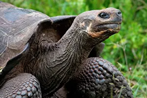 Geochelone: Portrait of giant tortoises (Chelonoidis elephan