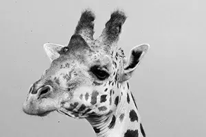 Tsavo: Portrait of a giraffe, Giraffa camelopardalis, Tsavo, Kenya
