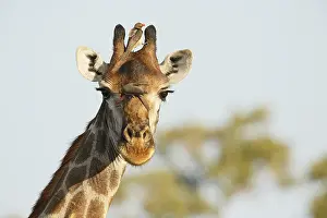 Relationship: Portrait of a Giraffe (Giraffa camelopardalis)