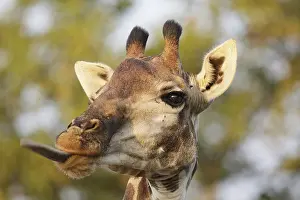 Hoofed: Portrait of a Giraffe (Giraffa camelopardalis)