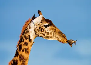 Flaps: Portrait of a giraffe (Giraffa camelopardalis ti