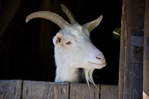 Ecomuseum: Portrait of a Goat Alsace Ecomuseum France