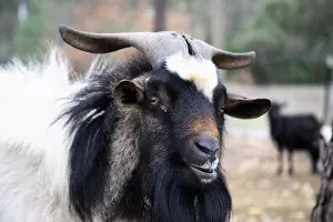 Billygoat: Portrait of Goat France