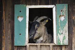 Cowshed: Portrait of a Goat in her stable in Bavaria Germany