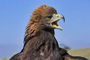 Aquila: Portrait of a Golden Eagle (Aquila chrysaetos)