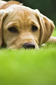Lawns: Portrait of a golden labrador retriever puppy Portrait