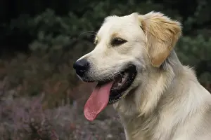 Railing: Portrait of a Golden Retriever