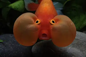 Characteristics: Portrait of Goldfish Bluble eye in aquarium