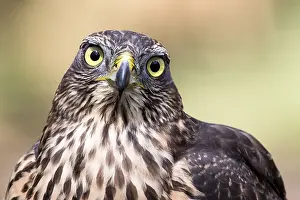 Accipiter: Portrait of a Goshawk (Accipiter gentilis) look