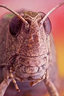 Stacking: Portrait of a Grasshoper, it has a very unusual