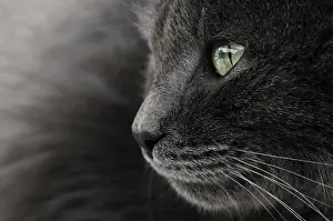 Mustache: Portrait of gray cat with green eyes