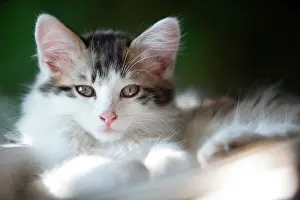 Celtic: Portrait of a gray and white kitten resting in a