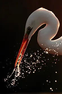 Albus: Portrait of Great Egret against the light