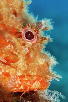 Scrofa: Portrait of great rockfish, (Scorpaena scrofa)