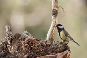 Insectivorous: Portrait of Great tit (Parus major) searching food