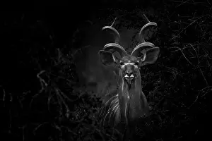 Spiral: Portrait of Greater Kudu ( Tragelaphus Strepsiceros)
