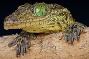 Indochina: Portrait of Green-eyed gecko (Gekko smithii) Vietnam