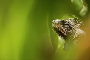 Montserrat: Portrait of Green Iguana (Iguana iguana) in the