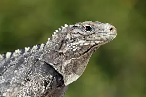 Cuban: Portrait, Green iguana (Iguana iguana) on the beach