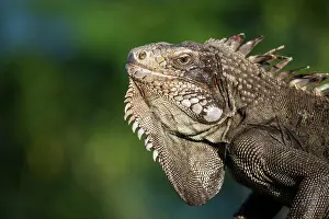 Montserrat: Portrait of Green Iguana (Iguana iguana) - Montserrat