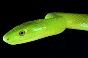 Mamba: Portrait of Green Mamba (Dendroaspis angusticeps)