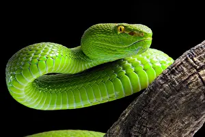 Lipped: Portrait of Green Pit Viper (Trimeresurus albolabris)