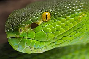 Lipped: Portrait of Green Pit Viper (Trimeresurus albolabris)