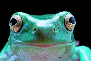 Caeruleus: Portrait of Green tree frog (Dryopsophus caeruleus