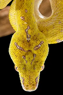 Python: Portrait of Green tree python (Morelia viridis)