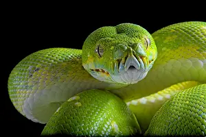 Python: Portrait of Green tree python (Morelia viridis)