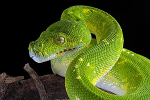 Python: Portrait of Green tree python (Morelia viridis)
