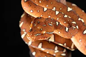 Python: Portrait of Green tree python (Morelia viridis)
