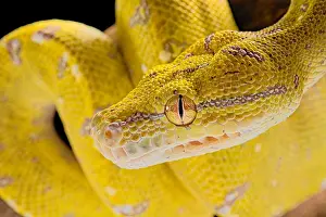 Python: Portrait of Green tree python (Morelia viridis)