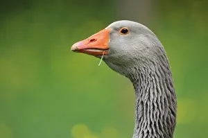 Keeping: Portrait of Grey Goose - France