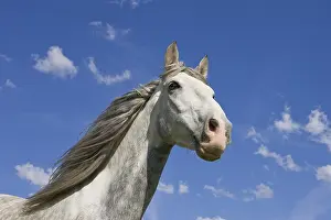 Pride: Portrait of a grey horse Pura Raza Espanola