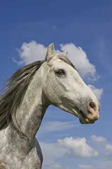 Pride: Portrait of a grey horse Pura Raza Espanola