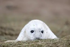 Donna: Portrait of a Grey Seal